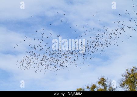 Böhmische Seidenschwanz (Bombycilla Garrulus), fliegen Herde im Winter, Deutschland, Bayern Stockfoto