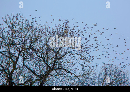 Böhmische Seidenschwanz (Bombycilla Garrulus), fliegen Herde im Winter, Deutschland, Bayern Stockfoto