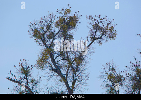 Böhmische Seidenschwanz (Bombycilla Garrulus), strömen an einem Baum mit Misteln, Deutschland, Bayern Stockfoto