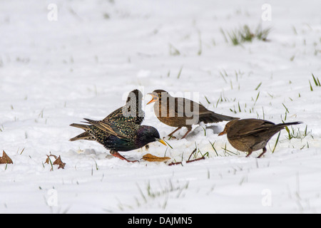 gemeinsamen Star (Sturnus Vulgaris), mit weiblichen Amseln im Schnee, Deutschland, Bayern Stockfoto