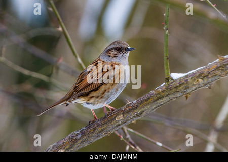 Heckenbraunelle (Prunella Modularis), auf einem Ast der Wildrose, Deutschland, Bayern Stockfoto