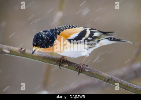 Bergfink (Fringilla Montifringilla), männliche sitzt auf einem Zweig bei Schneefall, Deutschland, Bayern Stockfoto