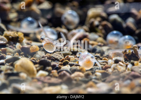 Äsche (Thymallus Thymallus), Larven und Eiern gleich vor dem schlüpfen, Deutschland Stockfoto