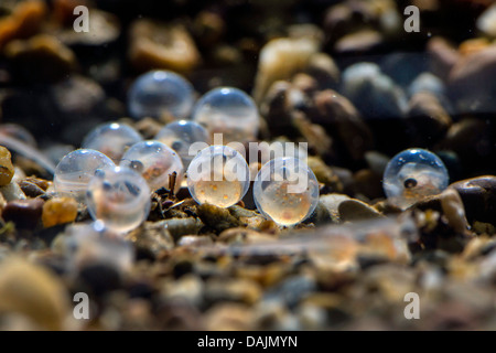 Äsche (Thymallus Thymallus), Eiern gleich vor dem schlüpfen, Deutschland Stockfoto