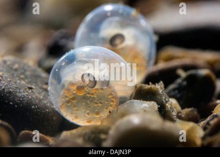 Äsche (Thymallus Thymallus), Eiern gleich vor dem Schlüpfen der Larven sichtbaren, Deutschland Stockfoto