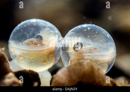 Äsche (Thymallus Thymallus), Eiern gleich vor dem Schlüpfen der Larven sichtbaren, Deutschland Stockfoto