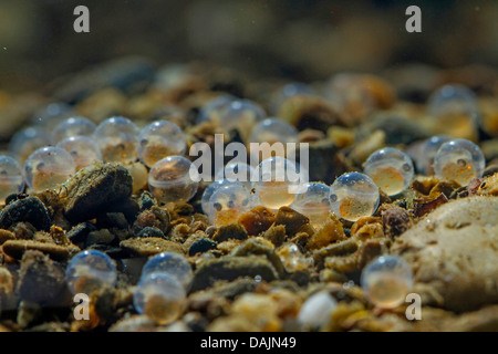 Äsche (Thymallus Thymallus), Eiern gleich vor dem Schlüpfen der Larven sichtbaren, Deutschland Stockfoto