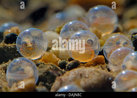 Äsche (Thymallus Thymallus), Eiern gleich vor dem Schlüpfen der Larven sichtbaren, Deutschland Stockfoto