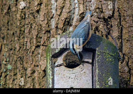 Eurasische Kleiber (Sitta Europaea), so dass das Eingangsloch Nistkasten kleiner, Deutschland, Bayern Stockfoto