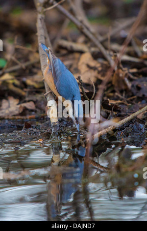 Eurasische Kleiber (Sitta Europaea), Suche nach Nistmaterial an einem Pondside, Deutschland, Bayern Stockfoto