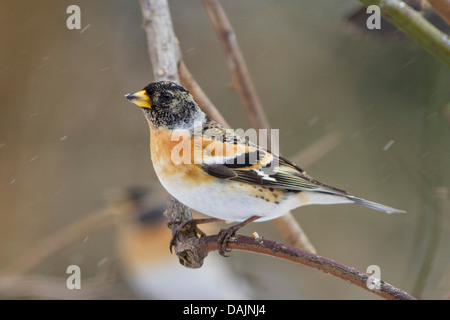 Bergfink (Fringilla Montifringilla), männliche sitzt auf einem Zweig bei Schneefall, Deutschland, Bayern Stockfoto