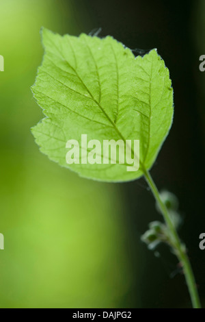 Europäische Kratzbeere (Rubus Caesius), Blatt, Deutschland Stockfoto