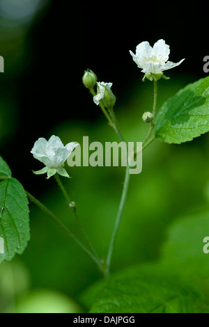 Europäische Kratzbeere (Rubus Caesius), blühen, Deutschland Stockfoto