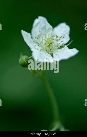 Europäische Kratzbeere (Rubus Caesius), Blume, Deutschland Stockfoto