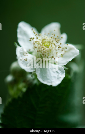 Europäische Kratzbeere (Rubus Caesius), Blume, Deutschland Stockfoto