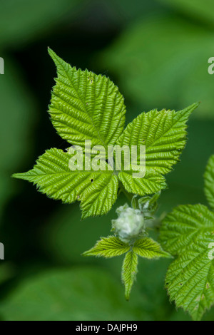 strauchige Brombeere (Rubus Fruticosus), Blätter, Deutschland Stockfoto