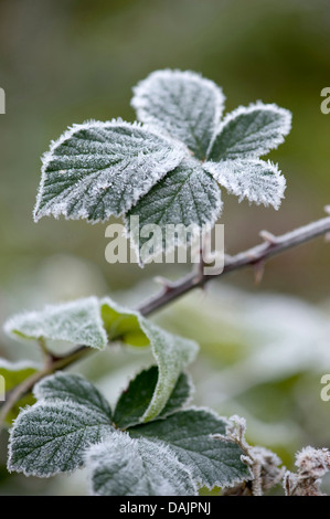 strauchige Brombeerblätter (Rubus Fruticosus), mit Raureif, Deutschland Stockfoto