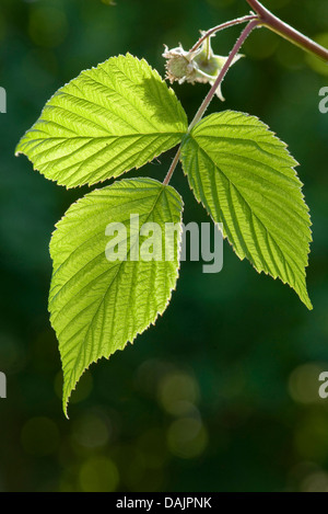 Europäische Rote Himbeere (Rubus Idaeus), Himbeere Blatt bei Gegenlicht, Deutschland Stockfoto