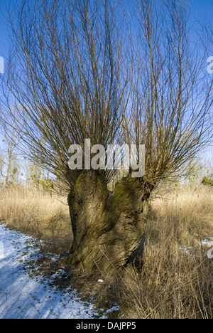 Silberweide (Salix Alba), beschnitten Weide im Winter, Deutschland Stockfoto