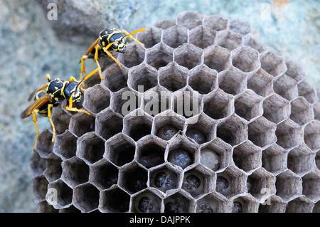 Arbeiten Wespen Stockfoto