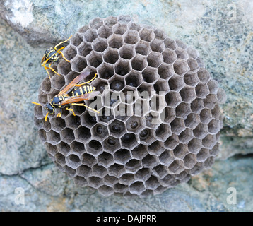 Wespen im nest Stockfoto