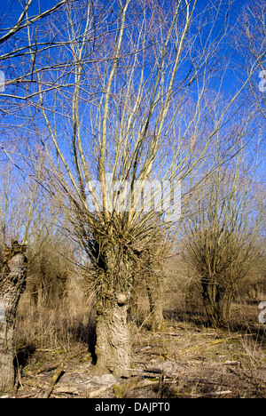 Silberweide (Salix Alba), beschnitten Weide im Winter, Deutschland Stockfoto