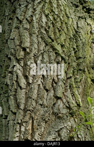Silberweide (Salix Alba), Rinde, Deutschland Stockfoto