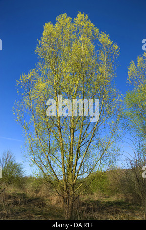 Silberweide (Salix Alba), im Frühjahr, Deutschland Stockfoto