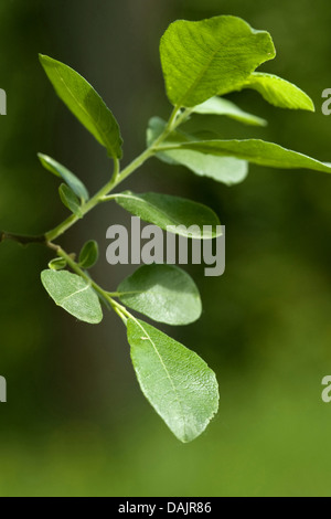 Europäische grau-Weide (Salix Cinerea), Zweig mit Blättern, Deutschland Stockfoto