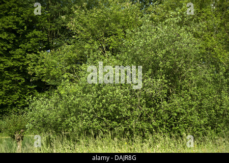 Europäische grau-Weide (Salix Cinerea), Gewohnheit, Deutschland Stockfoto