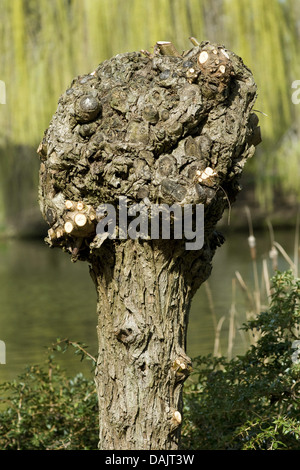 gemeinsamen Korbweide (Salix Viminalis), schneiden Sie einfach verfing Weiden, Deutschland Stockfoto