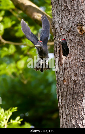 Schwarzspecht (Dryocopus Martius), fliegen, Jungvogel, Deutschland, Nordrhein-Westfalen Stockfoto