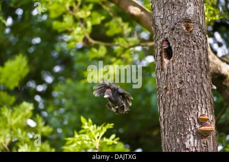 Schwarzspecht (Dryocopus Martius), fliegen, Jungvogel, Deutschland, Nordrhein-Westfalen Stockfoto