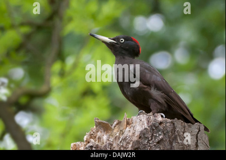 Schwarzspecht (Dryocopus Martius), sitzt auf einem Baum Haken, Deutschland, Nordrhein-Westfalen Stockfoto