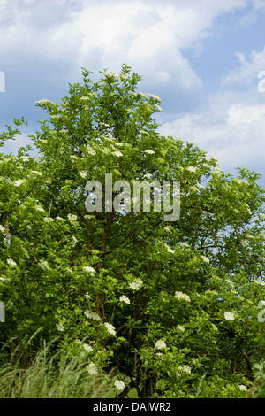 Europäischen schwarzen Holunder, Holunder, gemeinsame Holunder (Sambucus Nigra), blühen, Deutschland Stockfoto