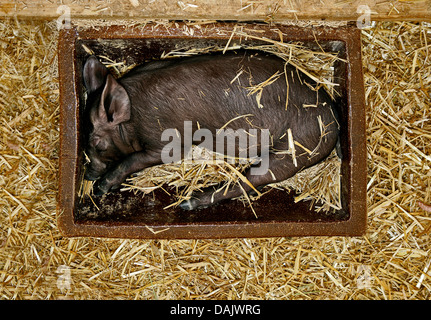 Schwarzen Ferkel schlafen in einem Futtertrog Stockfoto