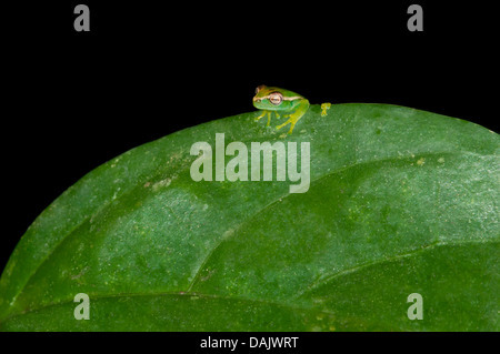 Young Orinoco Lime Tree Frog (Sphaenorhynchus Lacteus) sitzt auf einem Blatt Stockfoto