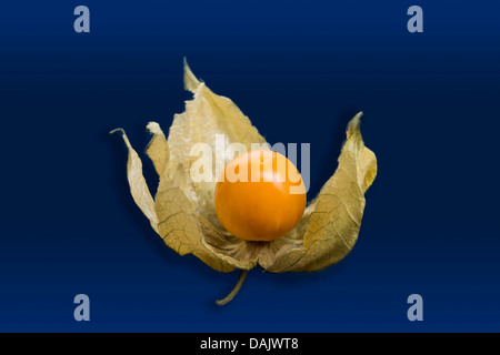 Chinesische Laterne Obst oder Kap-Stachelbeere (Physalis Peruviana) Stockfoto