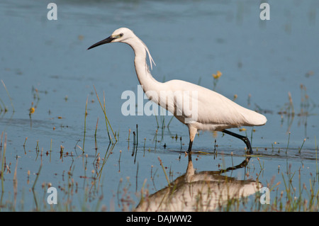 Seidenreiher (Egretta Garzetta) auf Nahrungssuche Stockfoto