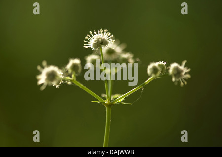 Holz Waldsanikel (Sanicula Europaea), Blütenstand, Deutschland Stockfoto