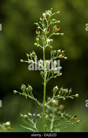 gemeinsamen Braunwurz, verknotete Braunwurz (Scrophularia Nodosa), Blütenstand, Deutschland Stockfoto