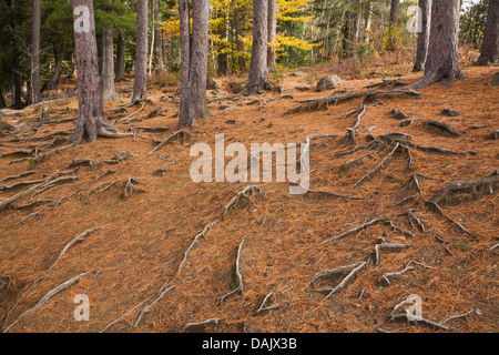 Kiefernnadeln (Pinus) gefallen und ausgesetzt Wurzeln in einem Wald im Herbst Stockfoto