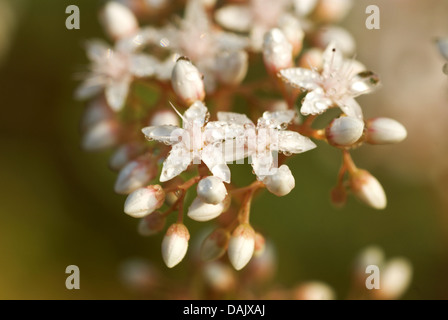 Weiße Fetthenne (Sedum Album), blühen, Deutschland Stockfoto