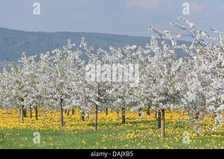 Weiß blühende Kirschbaum Plantage, Wildkirsche oder Süßkirsche (Prunus Avium) mit gelben Löwenzahn (Taraxacum Officinale) Stockfoto