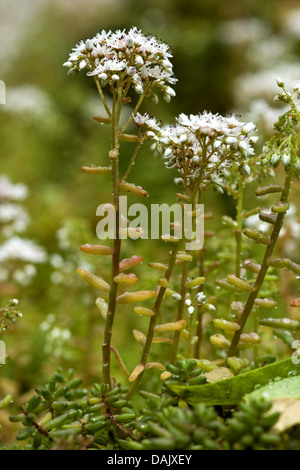 Weiße Fetthenne (Sedum Album), blühen, Deutschland Stockfoto