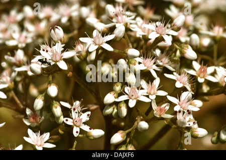 Weiße Fetthenne (Sedum Album), blühen, Deutschland Stockfoto