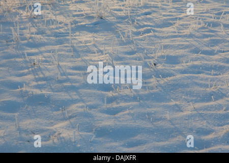 Schnee bedeckte Blätter des Grases und ihre Schatten im Schnee Stockfoto