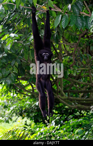 Agile Gibbon oder schwarz-handed Gibbon (Hylobates Agilis) hängen von einem Baum, aus Asien, in Gefangenschaft Stockfoto