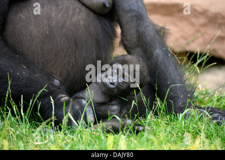 Flachlandgorilla (Gorilla Gorilla Gorilla), Kleinkind, ursprünglich aus Afrika, gefangen Stockfoto