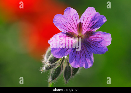 Breit-petaled Geranium, Sorte, Garten Thema (Geranium Platypetalum Hybriden), Blume Stockfoto